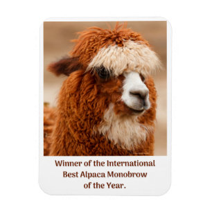 Best Alpaca Monobrow Magnet