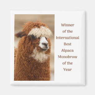 Best Alpaca Monobrow Magnet