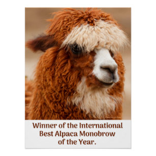 Best Alpaca Monobrow Poster