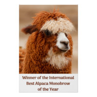 Best Alpaca Monobrow