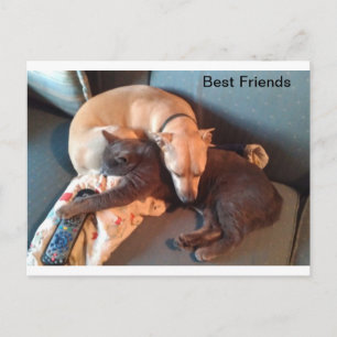 Best Buddies Holiday Postcard
