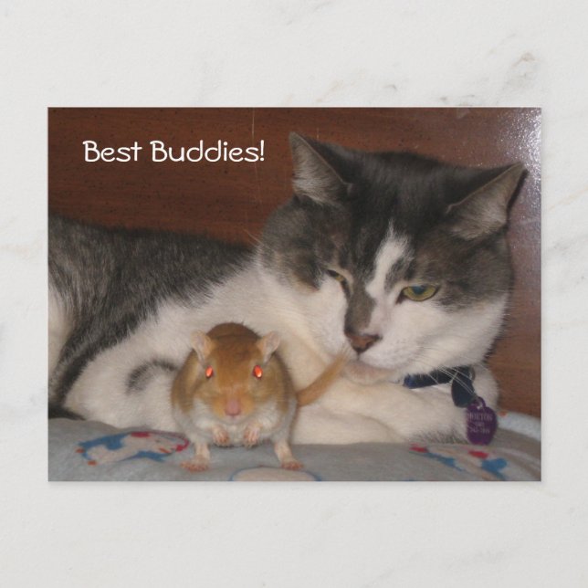 Best Buddies Postcard (Front)
