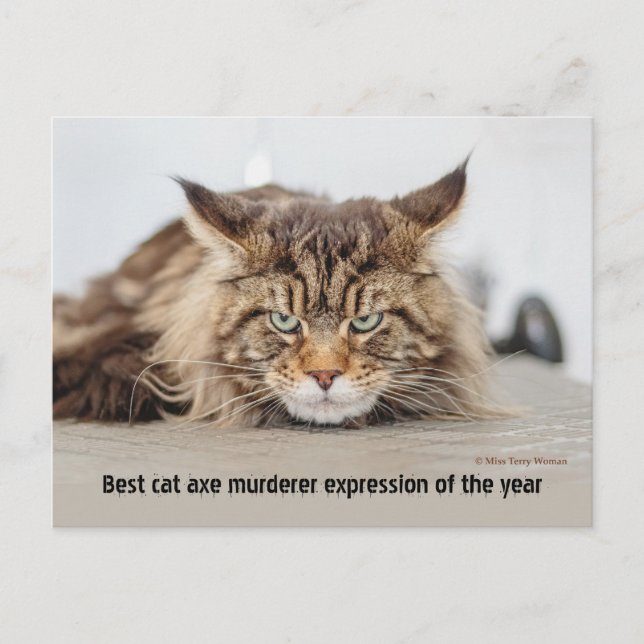 Best cat ax murderer expression postcard (Front)