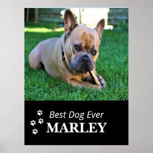 Best Dog Ever Poster
