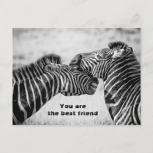 Best friend quote with Zebras Postcard