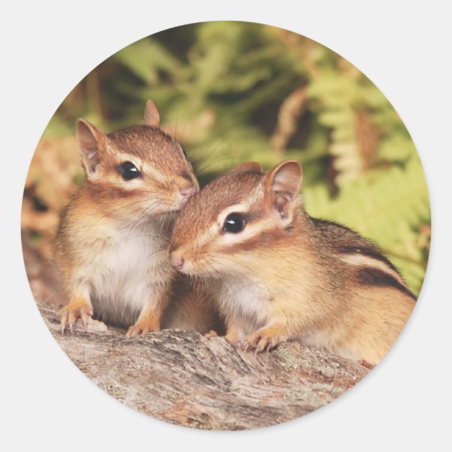 Best Friends Baby Chipmunks Classic Round Sticker (Front)
