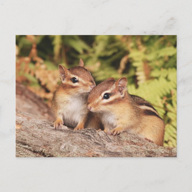 Best Friends Baby Chipmunks Postcard (Front)