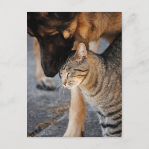 Best Friends- Cat & German Shepherd Post Cards