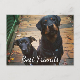 Best Friends Doggie Your Words Image Tamplate Postcard