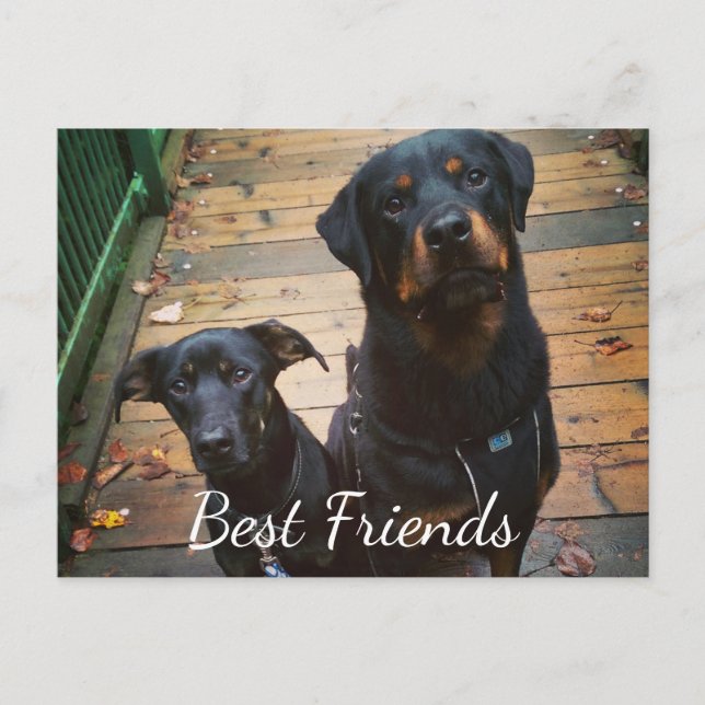 Best Friends Doggie Your Words Image Tamplate Postcard (Front)