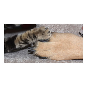 Best Friends Forever by Shirley Taylor Photo Print