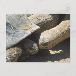 Best Friends Forever Postcard