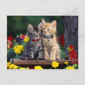 Best Friends Postcard