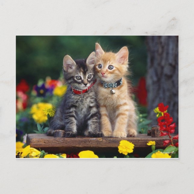 Best Friends Postcard (Front)