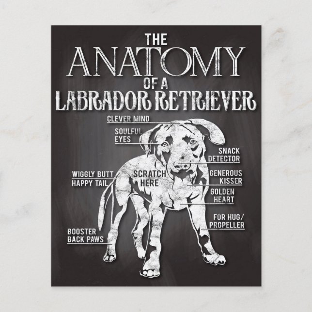 Best Gift The Anatomy Of A Labrador Retriever Flyer (Front)