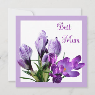 Best Mum pretty purple crocus colourful floral Card
