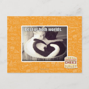 Best of both worlds. postcard