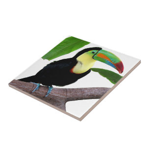 Best-of-Breed "Keel-billed Toucan" Tile