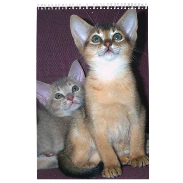Best Seller! Abyssinian kittens & Cats Calendar (Cover)