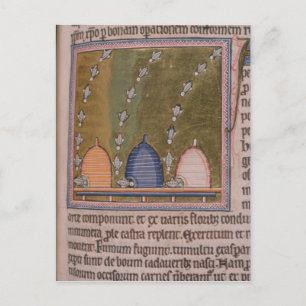 Bestiary Three curved lines Postcard