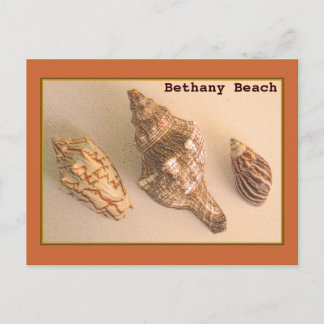 Bethany Shells Postcard