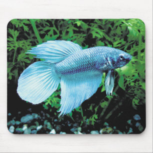 betta,cobalt blue mouse mat