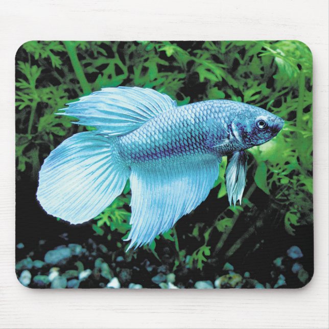 betta,cobalt blue mouse mat (Front)