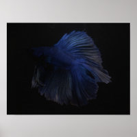 Betta fish animal