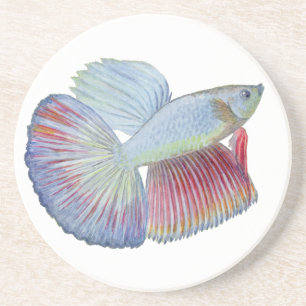Betta Fish Coaster