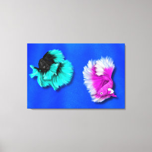 Betta Fish Duo, black & teal, white & pink Canvas Print