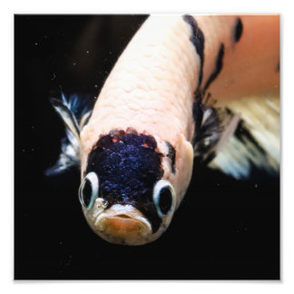 Betta Fish Head Photo Print