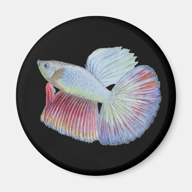 Betta Fish Magnet (Front)