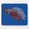 Betta Fish