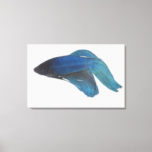 Betta Fish or Male Blue Siamese Fighting Fish Canvas Print (Front)
