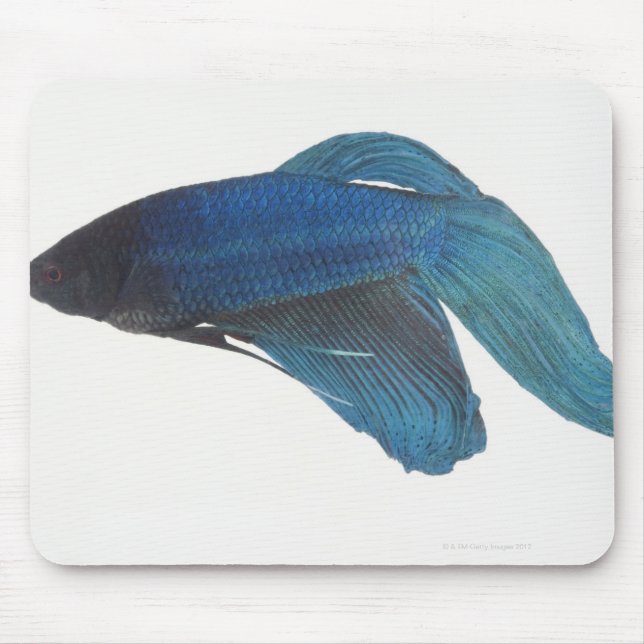 Betta Fish or Male Blue Siamese Fighting Fish Mouse Mat (Front)