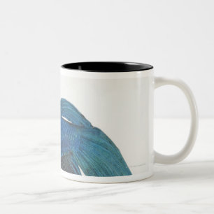 Betta Fish or Male Blue Siamese Fighting Fish Two-Tone Coffee Mug