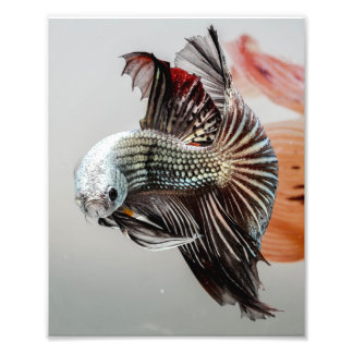 Betta Fish Photo Print