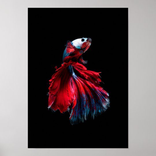 betta fish poster | Zazzle