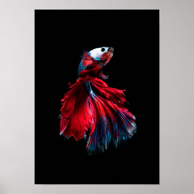 betta fish poster (Front)