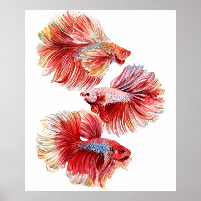 Betta fish poster (Front)