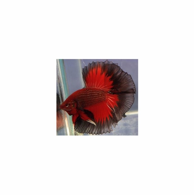 Betta Fish Sculpture Standing Photo Sculpture (Front)