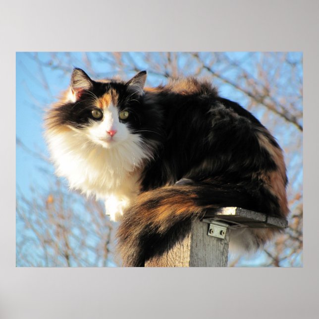 Better View Calico Cat Photo Poster (Front)
