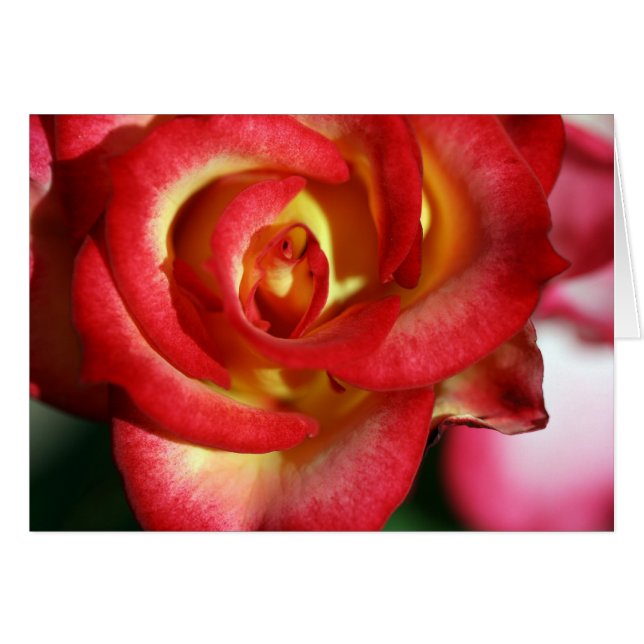 Betty Boop rose (Front Horizontal)