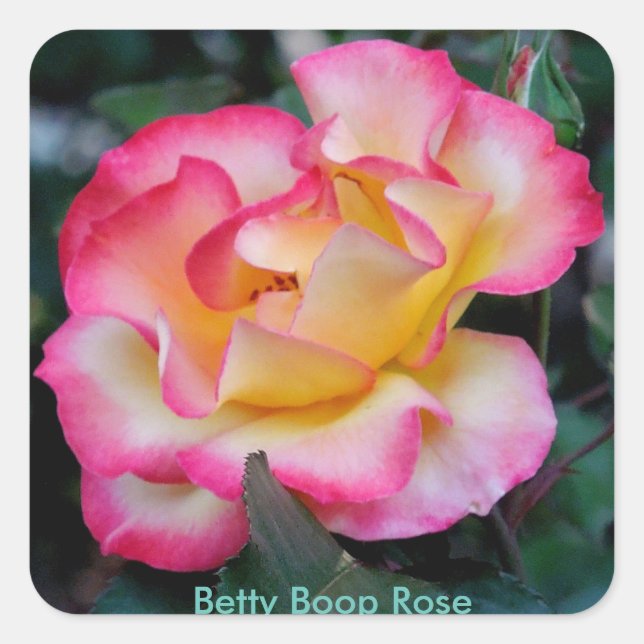 Betty Boop Rose Square Sticker (Front)