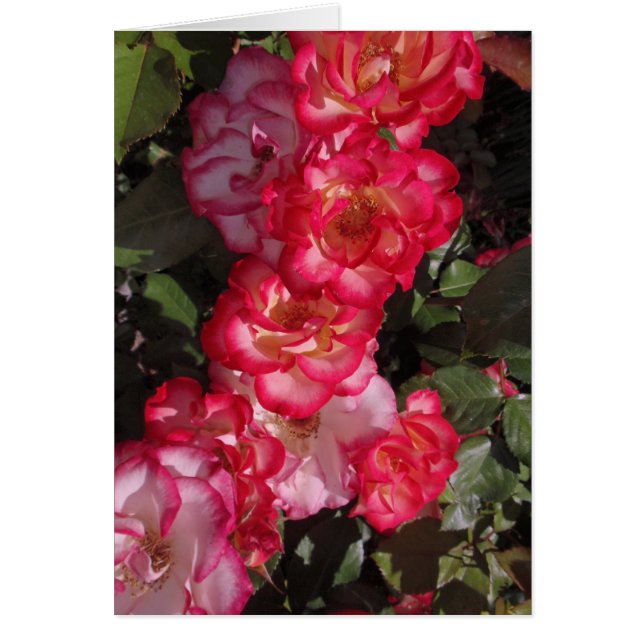 Betty Boop Roses (Front)