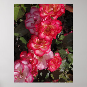 Betty Boop Roses Poster