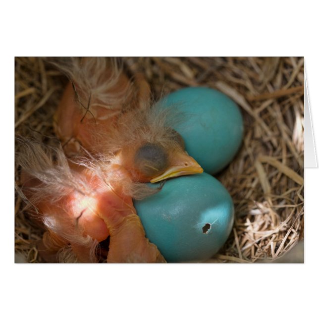 Between Brothers (Front Horizontal)