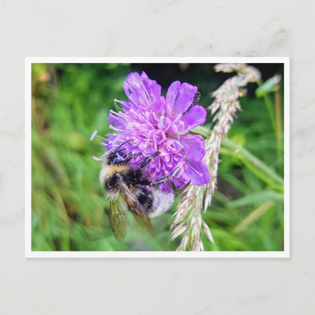 Between flowers and busts - nature in a small form postcard (Front)