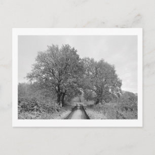 Between the Oaks (winter) Postcard
