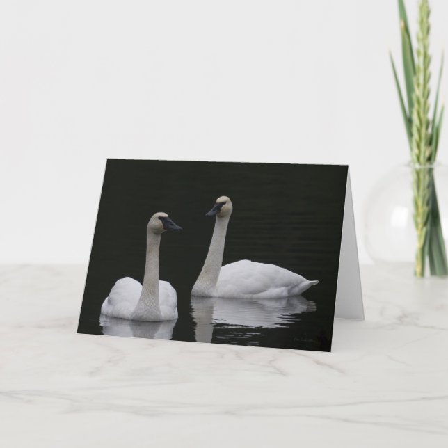 Beutiful Swans Anacortes  Thank You Card (Front)